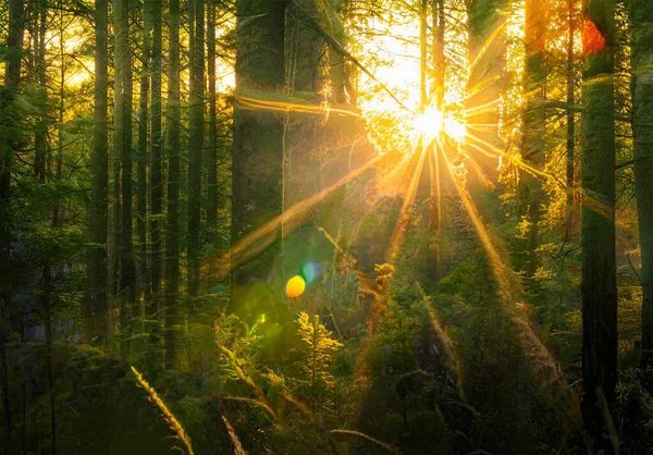 Coucher Soleil Magique Dans Forêt Fantaisie Forêt Arrière Plan — Photo
