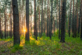 fényes naplemente az erdőben, természet erdő háttér