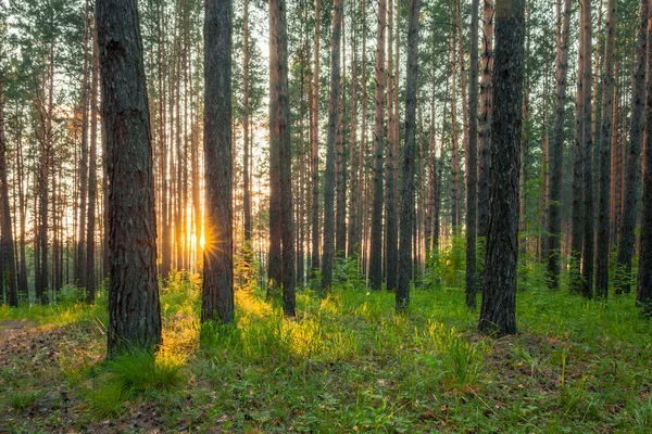 Heldere Zonsondergang Het Bos Natuur Bos Achtergrond — Stockfoto