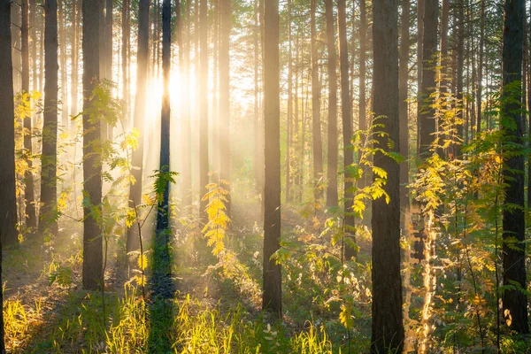 森の中の秋の夕日自然林の背景 — ストック写真