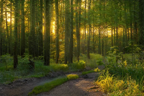 Чарівний Захід Сонця Лісі Фантастичний Фон Лісу — стокове фото