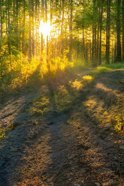 Coucher Soleil Magique Dans Forêt Fantaisie Forêt Arrière Plan — Photo