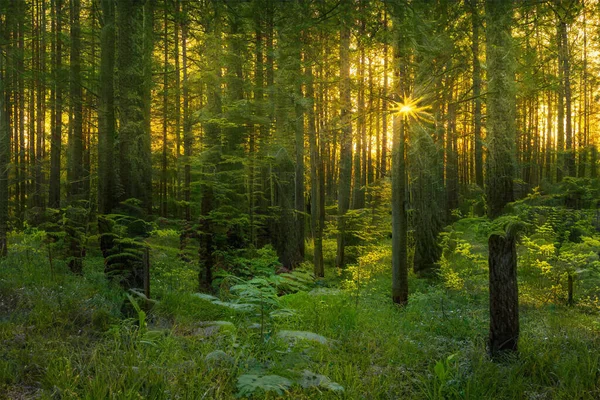 Magiczny Zachód Słońca Lesie Fantazyjne Tło Lasu — Zdjęcie stockowe