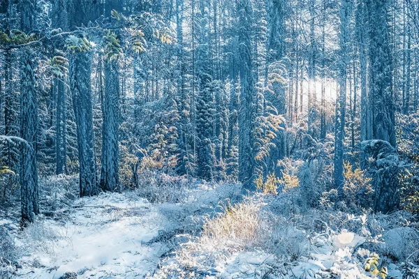 Magische Winterzonsondergang Bevroren Besneeuwd Bos — Stockfoto