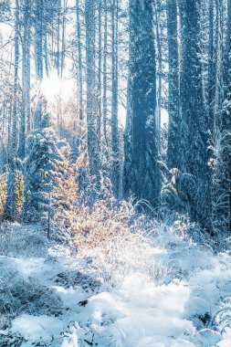 Donmuş karlı ormanda büyülü kış günbatımı.