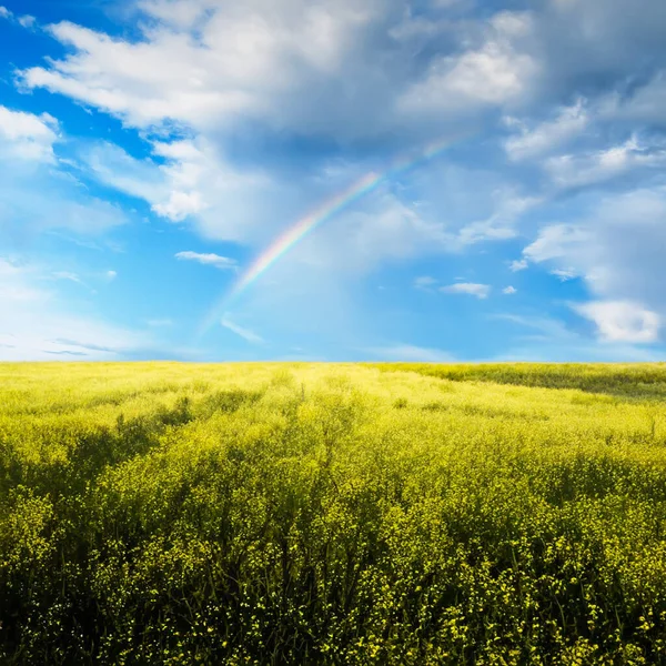 Piękne Letnie Pola Krajobraz Wiejski — Zdjęcie stockowe