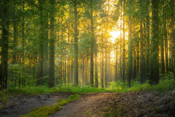 Magischer Sonnenuntergang Wald Fantasy Waldhintergrund — Stockfoto