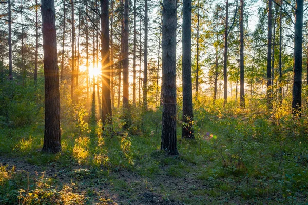 Puesta Sol Brillante Bosque Fondo Del Bosque Natural — Foto de Stock