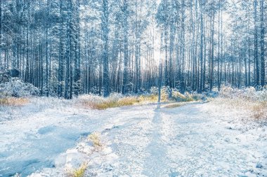 Donmuş karlı ormanda büyülü kış günbatımı.
