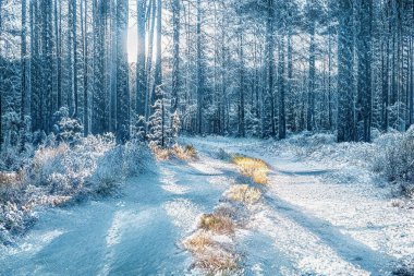 Donmuş karlı ormanda büyülü kış günbatımı.