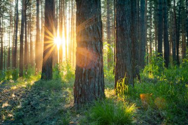 Ormanda parlak gün batımı, doğa ormanı arka planı