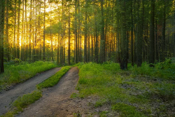 Ormanda Büyülü Bir Gün Batımı Fantezi Ormanlık Arka Plan — Stok fotoğraf