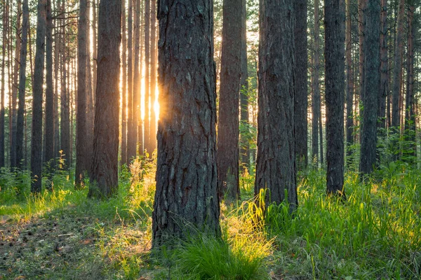 Heller Sonnenuntergang Wald Hintergrund Naturwald — Stockfoto