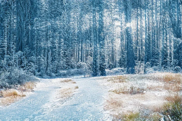 凍った雪の森の中の魔法の冬の夕日 — ストック写真