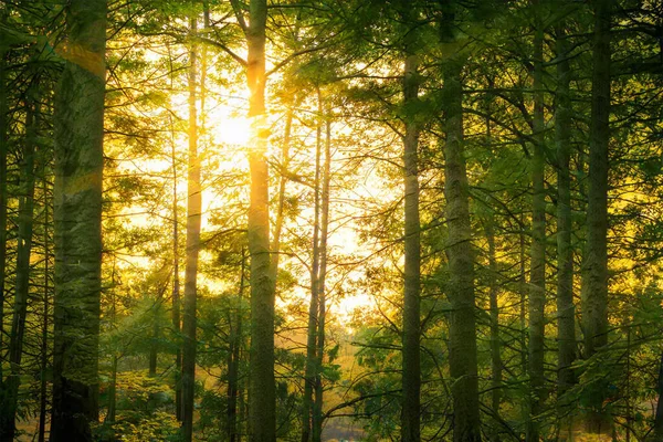 森の中の魔法の夕日 ファンタジーの森の背景 — ストック写真