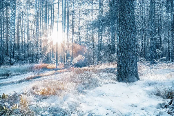 Magische Winterzonsondergang Bevroren Besneeuwd Bos — Stockfoto