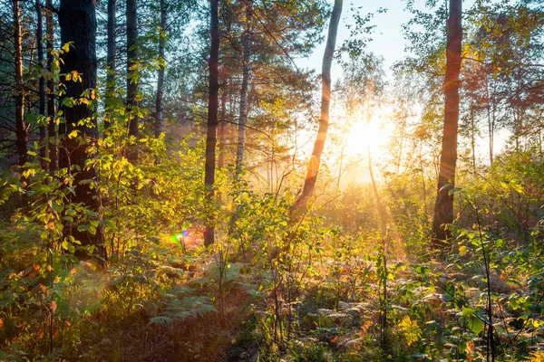 Jasny Zachód Słońca Lesie Las Przyrody Tło — Zdjęcie stockowe