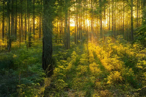 Magischer Sonnenuntergang Wald Fantasy Waldhintergrund — Stockfoto