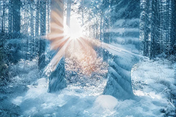 Pôr Sol Mágico Inverno Floresta Nevada Congelada — Fotografia de Stock