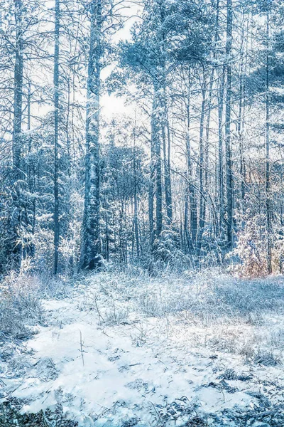 凍った雪の森の中の魔法の冬の夕日 — ストック写真