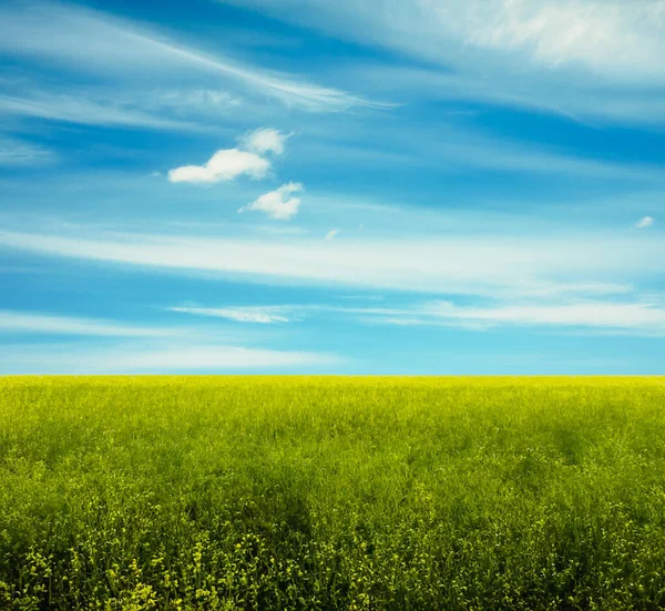 Vackra Sommarfält Landsbygdslandskap — Stockfoto