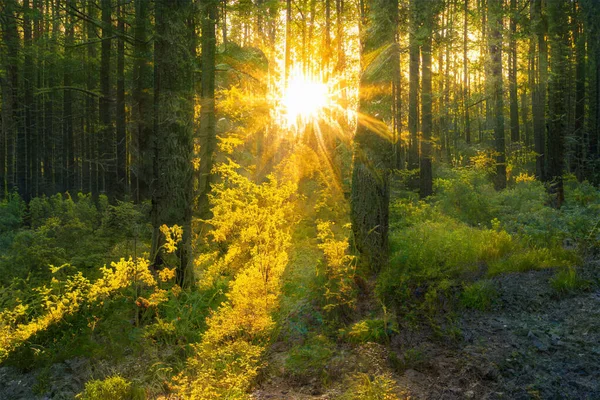 Puesta Sol Mágica Bosque Fondo Bosque Fantasía — Foto de Stock