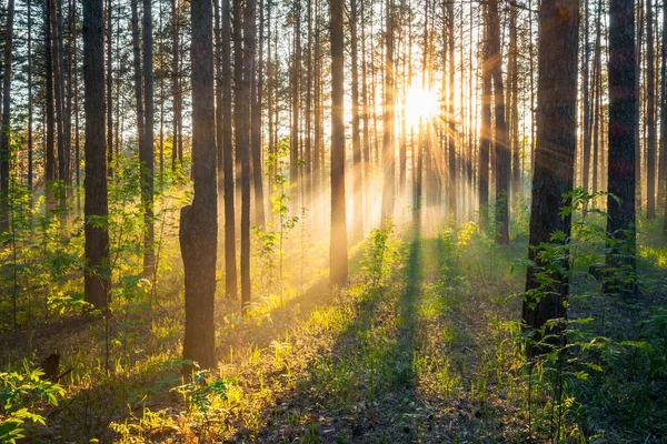 Coucher Soleil Lumineux Dans Les Bois Fond Forêt Naturelle — Photo