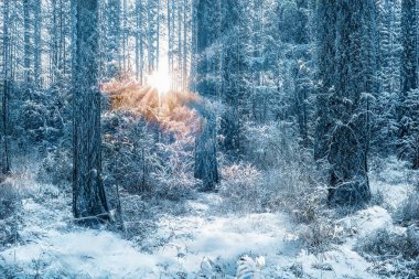 Donmuş karlı ormanda büyülü kış günbatımı.