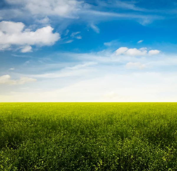 Vackra Sommarfält Landsbygdslandskap — Stockfoto