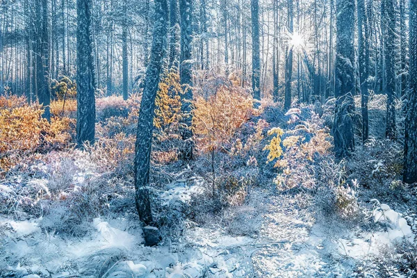 Pôr Sol Mágico Inverno Floresta Nevada Congelada — Fotografia de Stock
