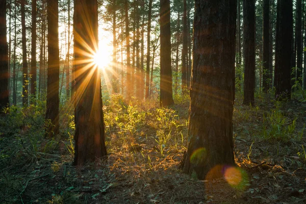 Heldere Zonsondergang Het Bos Natuur Bos Achtergrond — Stockfoto