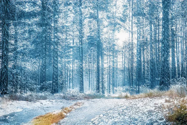 Pôr Sol Mágico Inverno Floresta Nevada Congelada — Fotografia de Stock