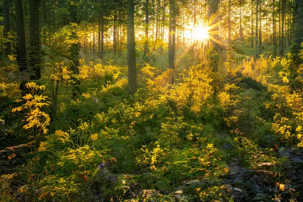 Чарівний Захід Сонця Лісі Фантастичний Фон Лісу — стокове фото