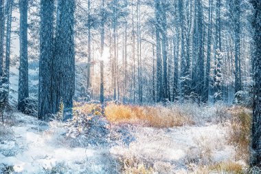 Donmuş karlı ormanda büyülü kış günbatımı.