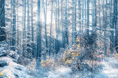 Donmuş karlı ormanda büyülü kış günbatımı.