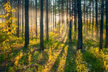 Ormanda sonbahar günbatımı, doğa ormanı arka planı