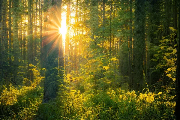 Magischer Sonnenuntergang Wald Fantasy Waldhintergrund — Stockfoto