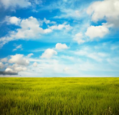 Güzel yaz tarlaları. Kırsal alan.