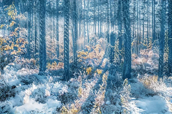 凍った雪の森の中の魔法の冬の夕日 — ストック写真