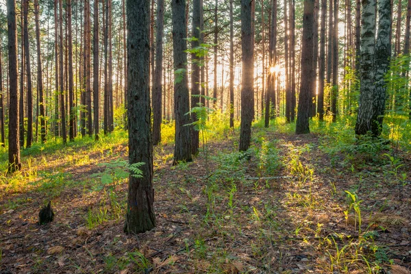 Яскравий Захід Сонця Лісі Фон Лісу Природи Стокове Фото