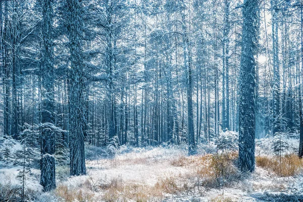 凍った雪の森の中の魔法の冬の夕日 — ストック写真