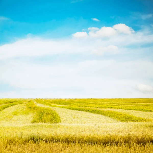 Bellissimi Campi Estivi Paesaggio Rurale — Foto Stock