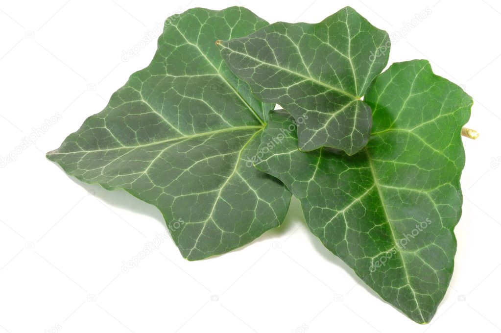 Feuilles De Lierre Vert Image Libre De Droit Par Astral C