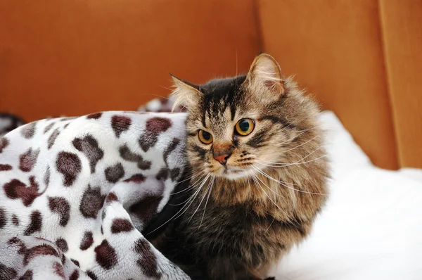 Kot w łóżku — Zdjęcie stockowe