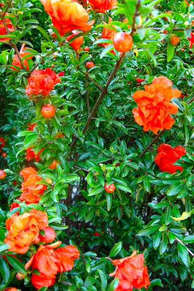 Flowering shrub grenade — Stockfoto