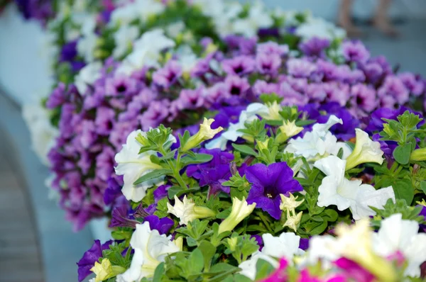 Flowers — Stock Photo, Image