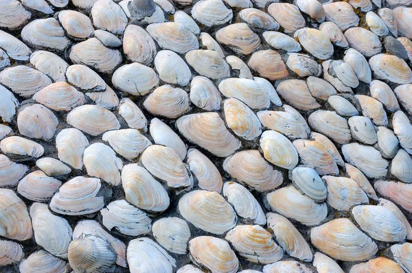 Background of seashells — Stock Photo, Image