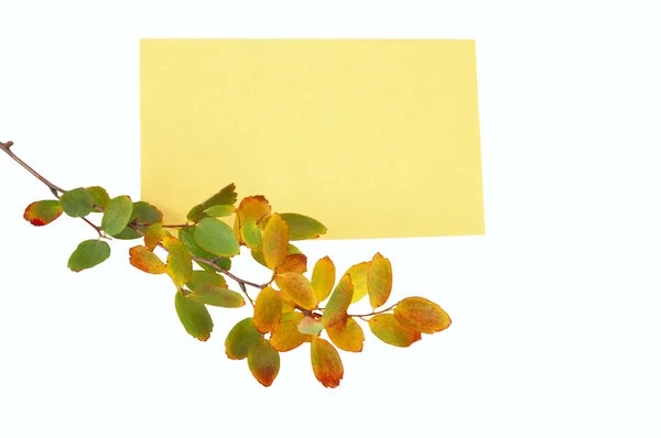 Tillykke efterårsgren med gule blade og en note - Stock-foto