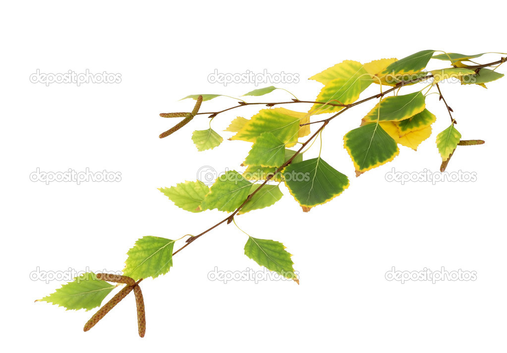 sprig of birch trees with autumn leaves