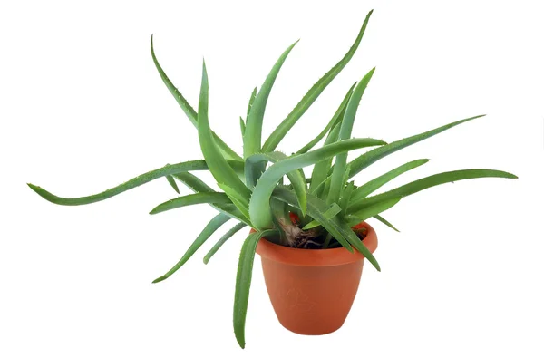 Aloe.
